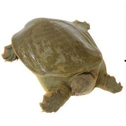 网红小甲鱼爆料视频大全,揭秘网络红人幕后故事  第3张